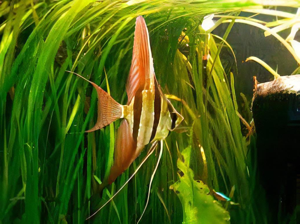 Altum Angelfish Orinoco Pterophyllum Altum 5cm.
