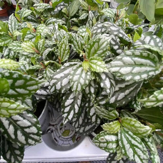 Aluminium Plant (Pilea cadierei)