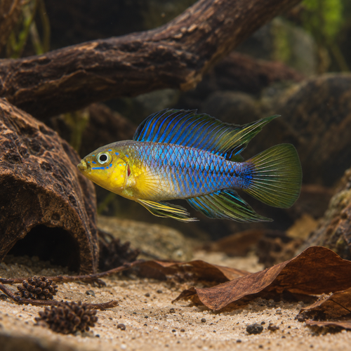 Apistogramma Borelli