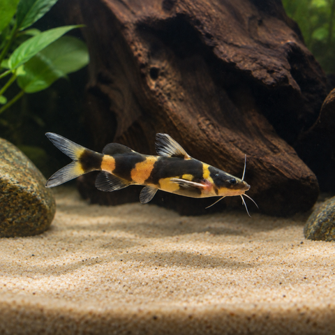 Asian Bumblebee Catfish