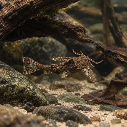 Asian Stone Mini Moth Catfish