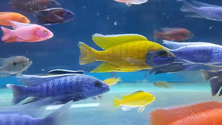 Assorted Peacock Aulonocara Malawi African Cichlids.