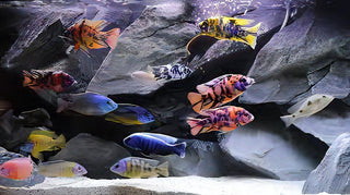 Assorted Peacock Aulonocara Malawi African Cichlids.