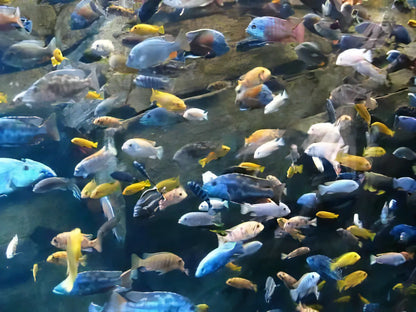 A1 Haplochromis Assorted 10 x Assorted Haplochromis Sp Malawi African Cichlids 4" -.