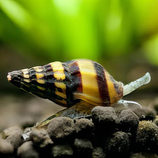 Assassin Bumblebee Snail Anentome Helena 2cm.