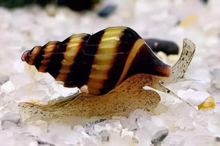Assassin Bumblebee Snail Anentome Helena 2cm.