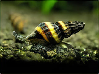 Assassin Bumblebee Snail Anentome Helena 2cm.
