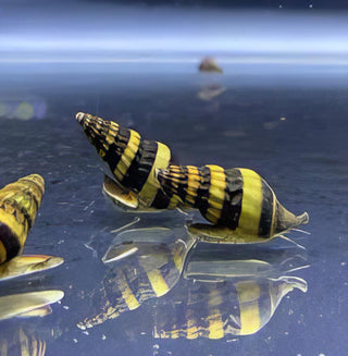 Assassin Bumblebee Snail Anentome Helena 2cm.