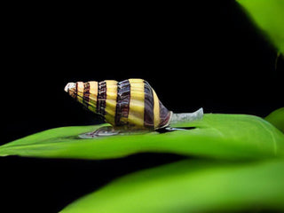 Assassin Bumblebee Snail Anentome Helena 2cm.