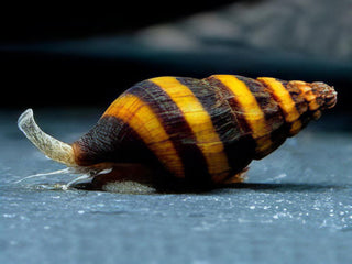 Assassin Bumblebee Snail Anentome Helena 2cm.