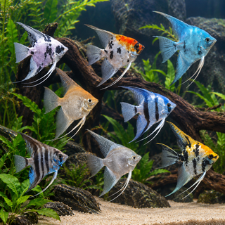 Assorted Angelfish Pterophyllum Scalare