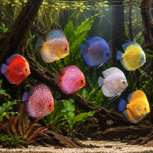 Assorted Discus