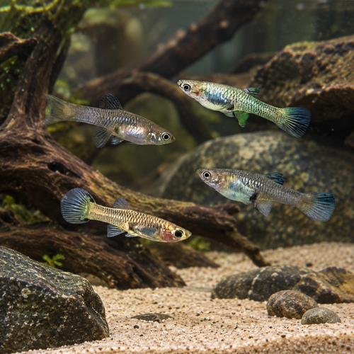 Assorted Female Endler Guppy