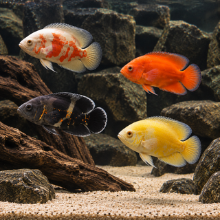 Assorted Oscar Astronotus Ocellatus