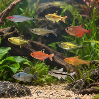 Assorted Tetra