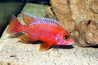 Aulonocara Dragon Blood Fire Fish Peacock Malawi African Cichlid.
