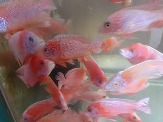 Aulonocara Dragon Blood Fire Fish Peacock Malawi African Cichlid.