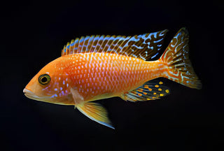 Aulonocara Dragon Blood Fire Fish Peacock Malawi African Cichlid.