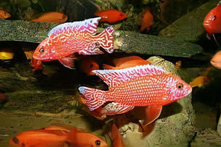 Aulonocara Strawberry Peacock Malawi African Cichlid.