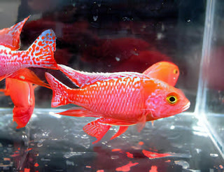 Aulonocara Strawberry Peacock Malawi African Cichlid.