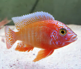 Aulonocara Strawberry Peacock Malawi African Cichlid.