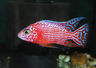 Aulonocara Strawberry Peacock Malawi African Cichlid.