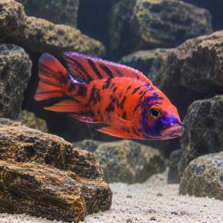 Aulonocara Orange Blotch Peacock Malawi African Cichlid