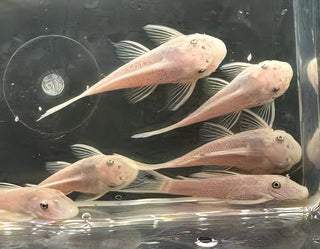 Super White Bristlenose Pleco Ancistrus 3cm.