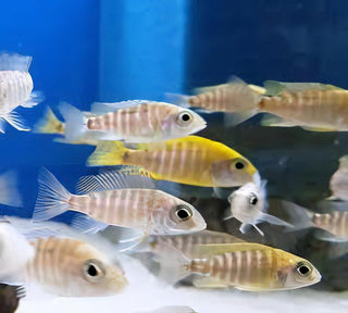 Aulonocara Baenschi Yellow Peacock Malawi African Cichlid.