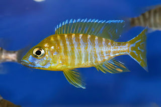 Aulonocara Baenschi Yellow Peacock Malawi African Cichlid.