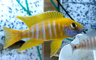 Aulonocara Baenschi Yellow Peacock Malawi African Cichlid.