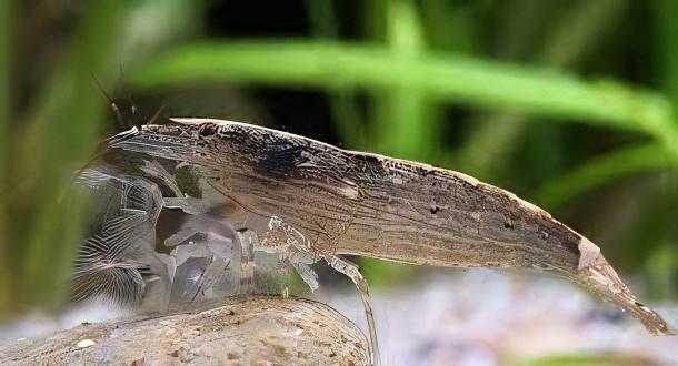Bamboo Shrimp Atyopsis Moluccensis 5cm.