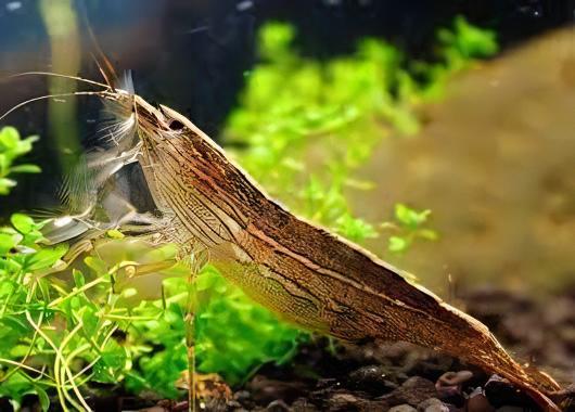 Bamboo Shrimp Atyopsis Moluccensis 5cm.