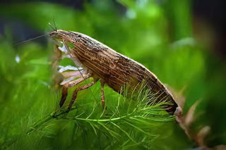 Bamboo Shrimp Atyopsis Moluccensis 5cm.