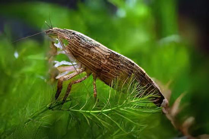 Bamboo Shrimp Atyopsis Moluccensis 5cm.