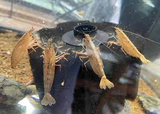 Bamboo Shrimp Atyopsis Moluccensis 5cm.