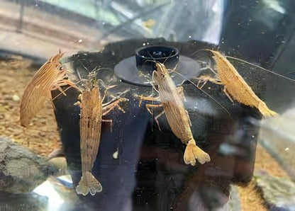 Bamboo Shrimp Atyopsis Moluccensis 5cm.