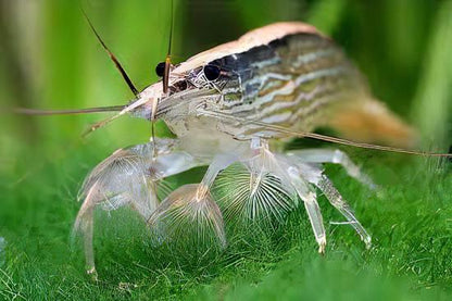 Bamboo Shrimp Atyopsis Moluccensis 5cm.