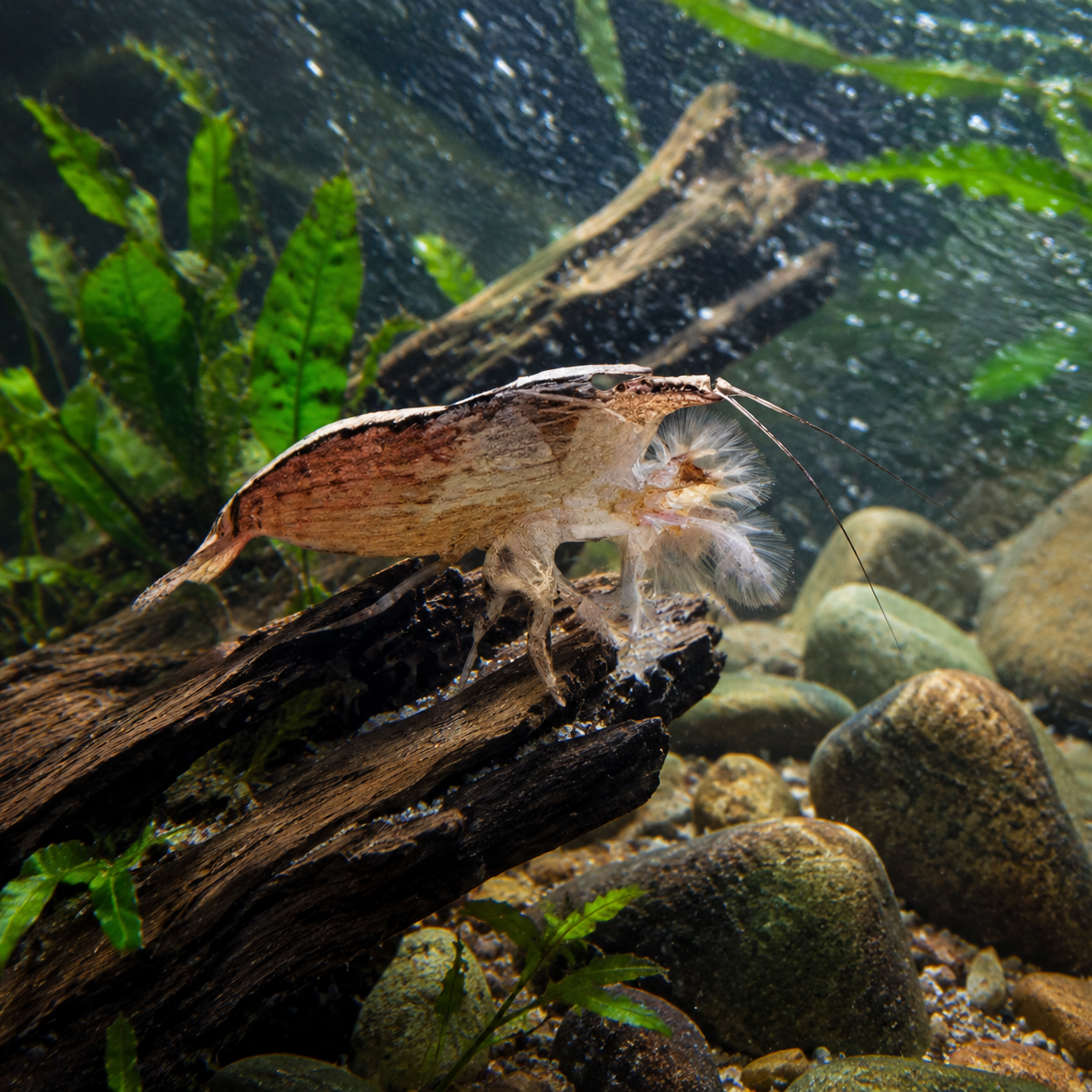 Bamboo shrimp filter-feeding in a stream aquarium