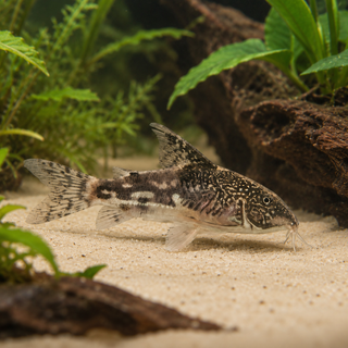Bearded Banded Corydoras