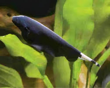 Black Ghost Knife Fish Apteronotus Albifrons 10cm.