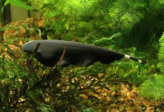 Black Ghost Knife Fish Apteronotus Albifrons 10cm.
