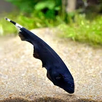 Black Ghost Knife Fish Apteronotus Albifrons 10cm.