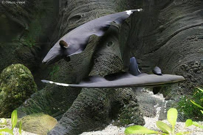 Black Ghost Knife Fish Apteronotus Albifrons 10cm.