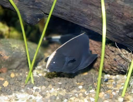 Black Ghost Knife Fish Apteronotus Albifrons 10cm.