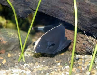 Black Ghost Knife Fish Apteronotus Albifrons 10cm.