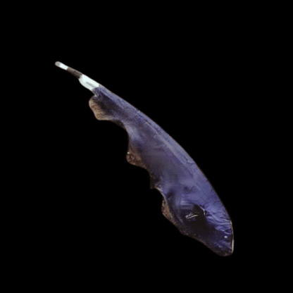 Black Ghost Knife Fish Apteronotus Albifrons 10cm.