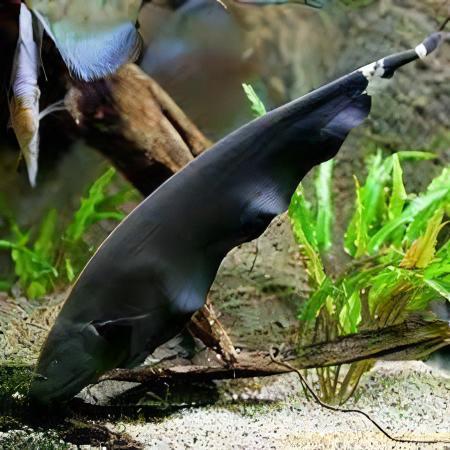 Black Ghost Knife Fish Apteronotus Albifrons 10cm.