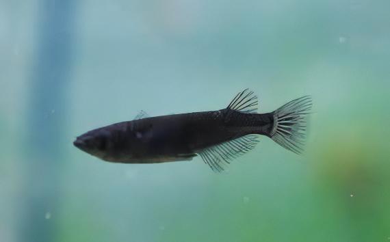 Black Rice Fish Tetra Oryzias Latipes 3cm.