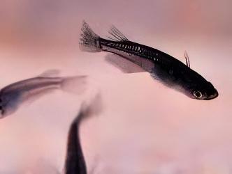 Black Rice Fish Tetra Oryzias Latipes 3cm.